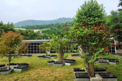 西安汉陵墓园生态壁葬、树葬、卧碑价格多少钱