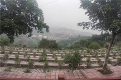 重庆大渡口公墓有哪些?2024重庆大渡口墓地价格表最新
