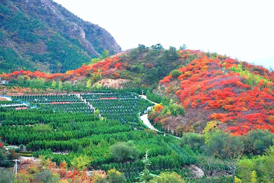 陵园环境