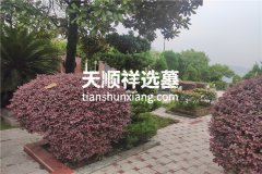 2024年重庆市南岸区灵安陵园墓地价格表最新