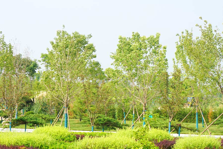 陵园绿化景观