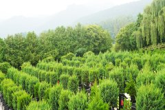 西安九龙山公墓价格多少？西安九龙山公墓价格表最新