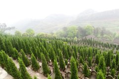 巴南区观音阁公墓、天文公墓价格多少？巴南区观音阁公墓、天文公墓价格表最新