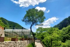 怀柔九公山树葬在哪里？树葬墓地价格是多少钱