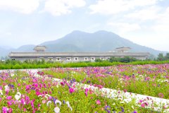 陵园花朵