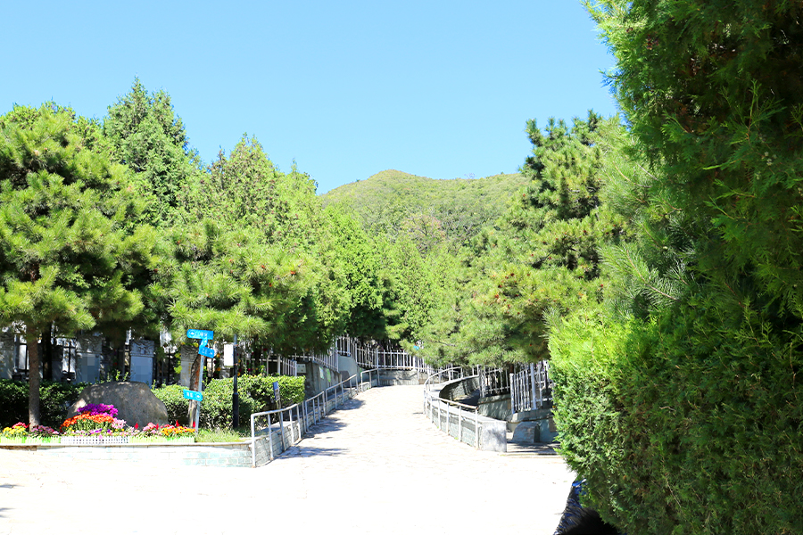 温泉墓园墓区绿化