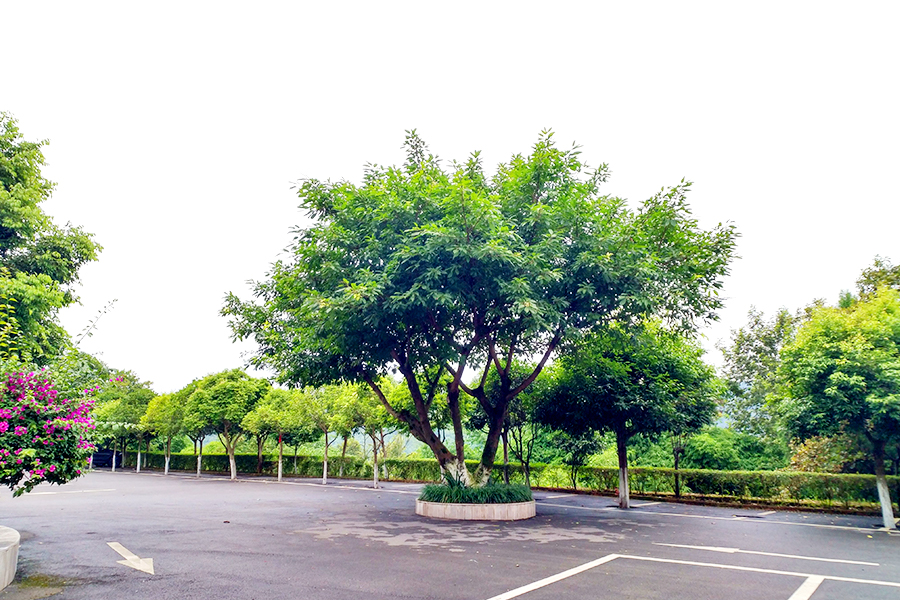 陵园停车区