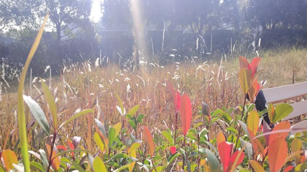 陵园环境