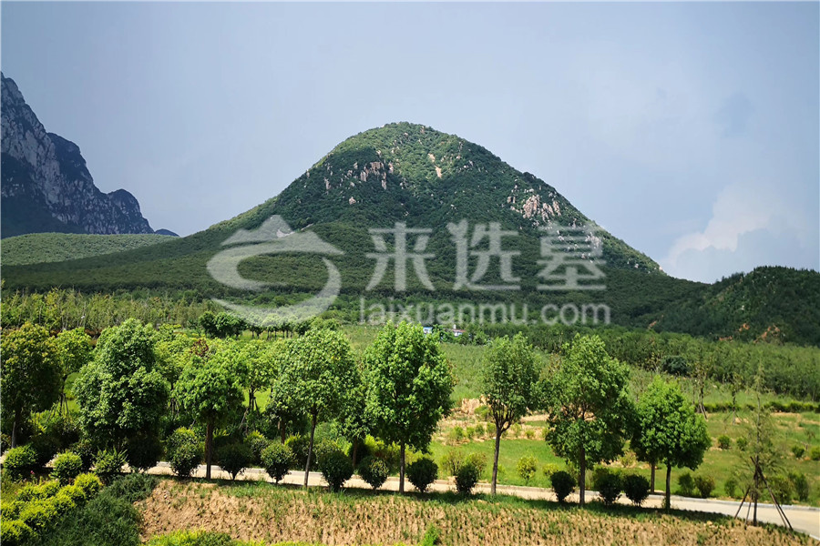 墓地环境