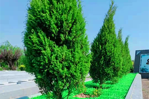 北京周边树葬陵园哪里好?廊坊清颐园公墓树葬区域情况及价格多少