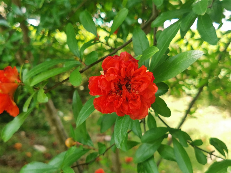 花朵
