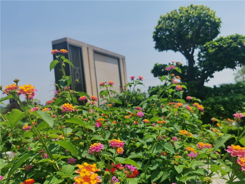 开花啦