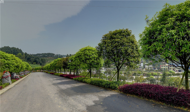墓园道路