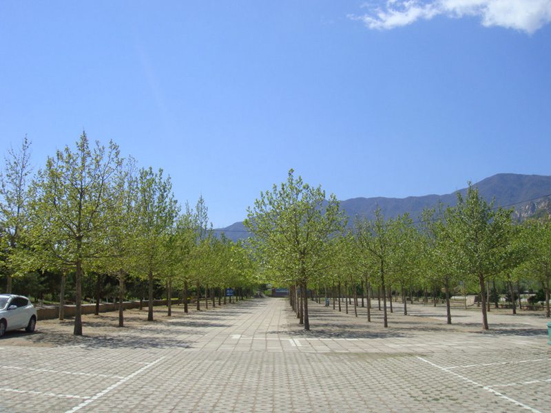 墓园停车场
