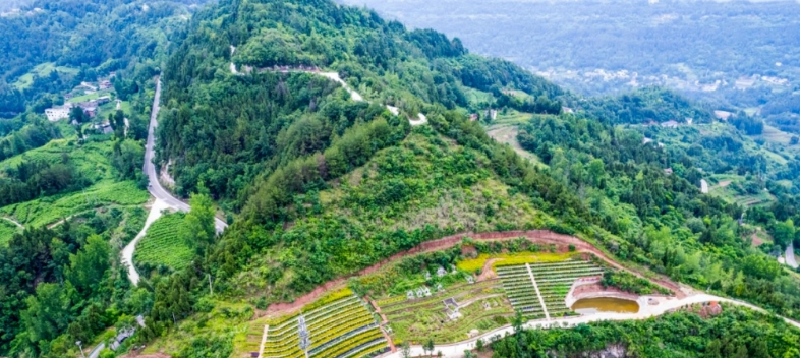 绿化环境