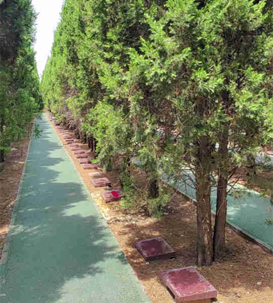 树葬墓碑 树葬墓碑