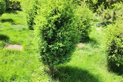 廊坊灵山宝塔陵园生态葬便宜墓碑价格在多少钱？生态葬价格表参考