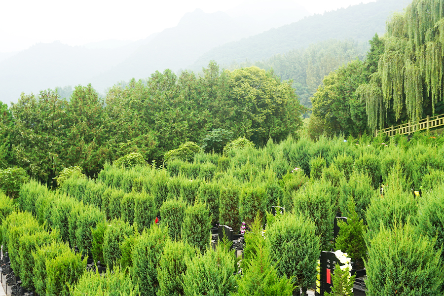 陵园墓区绿化 陵园墓区绿化