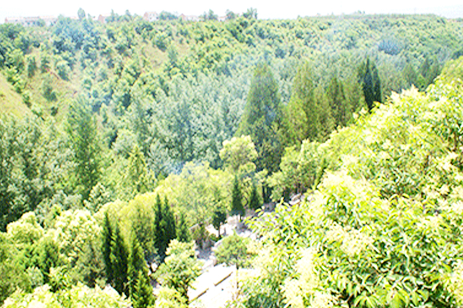 绿化环境 绿化环境