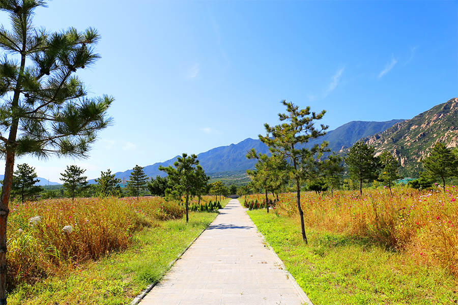 陵园道路风景