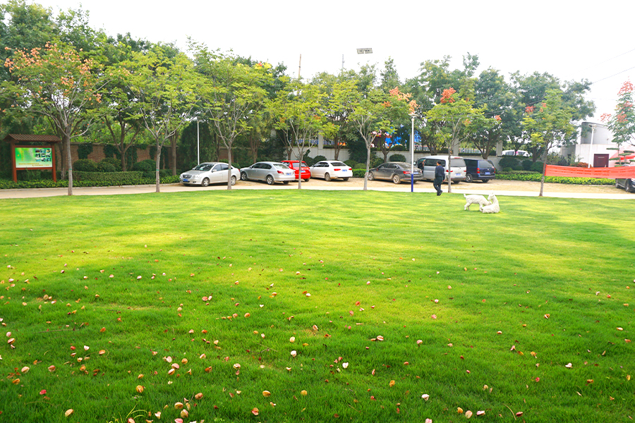 绿化环境 绿化环境