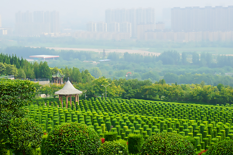 墓区绿化环境 墓区绿化环境