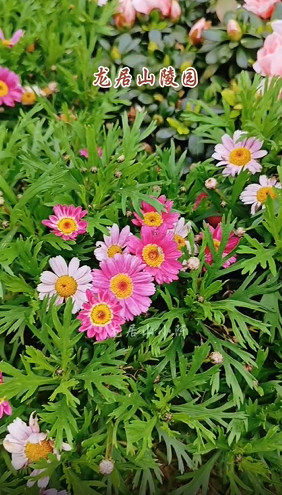 陵园花朵 陵园花朵