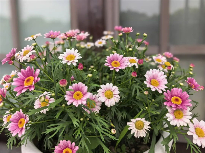 鲜花 鲜花