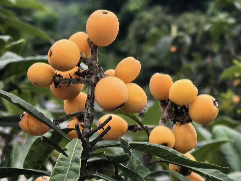 枇杷 枇杷