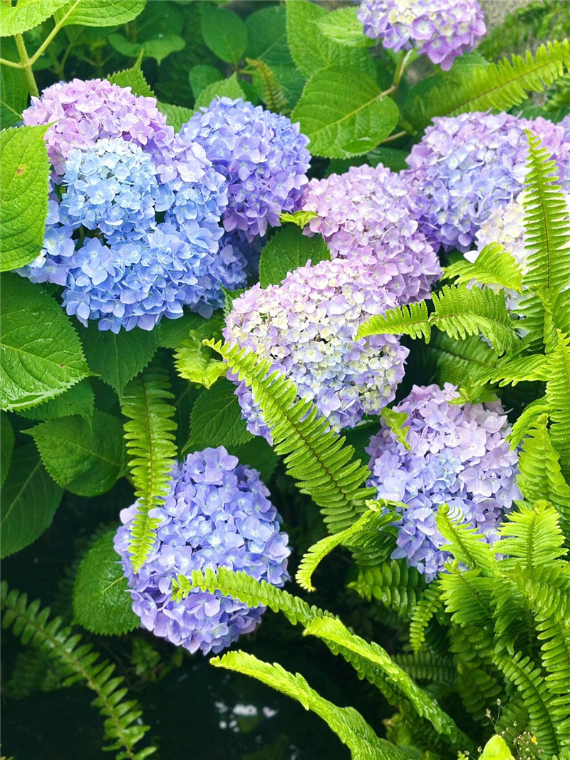 花 花