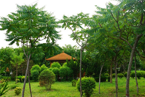 西安汉皇树葬墓园选个树葬墓碑价格9900元