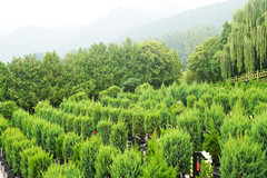 西安鄠邑区九龙山公墓电话是多少？陵园在哪里了？