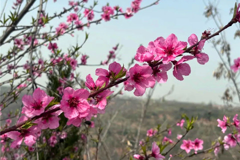 清明寿阳山墓园文明之花春满园