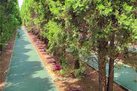 什么是树葬？西安优质树葬墓园有哪几家？