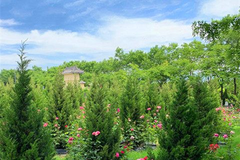 凤栖山墓园有树葬吗？树葬便宜价格是多少钱