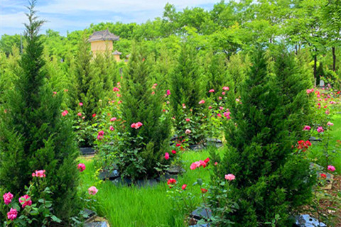 长安区凤栖山墓园节地3号生态葬价格是3千元起