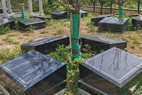 西安白鹿原公墓树葬价格1万左右起