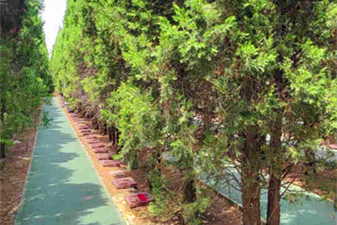 9900元拥有生态树葬！实探汉皇树葬墓园：红色斜碑+松树相伴