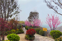 河南黄河纪念园春日暖阳,景丽花香