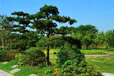 河南新郑福寿园有花坛葬吗?款式多吗?最新花坛葬价格是多少?