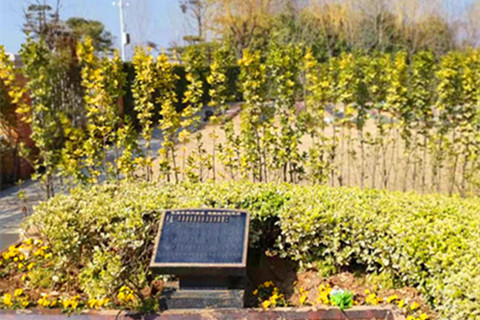 河南新郑福寿园公墓花坛葬位置与价格全知道